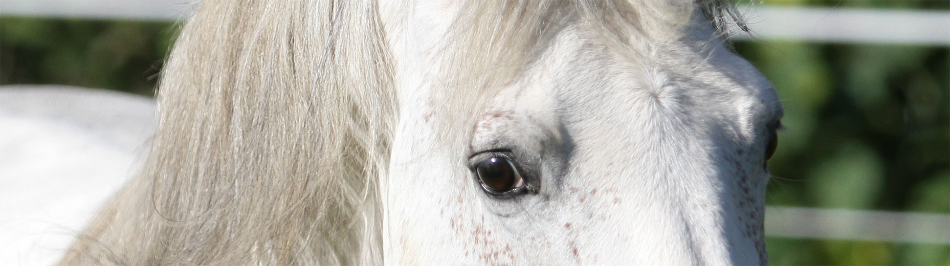 Grafik Tierarztpraxis Borggräfe